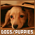 Dogs