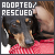 Dogs (Adopted & Rescued)