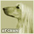 Afghan Hounds