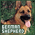 German Shepherds