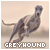 Greyhounds