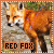 Red Foxes