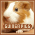Guinea Pigs