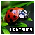 Ladybugs