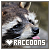 Raccoons