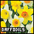 Daffodils