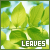 Leaves