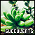 Succulents
